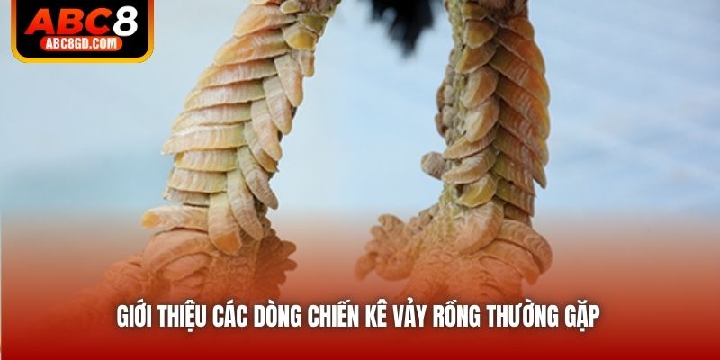 Giới thiệu các dòng chiến kê vảy rồng thường gặp