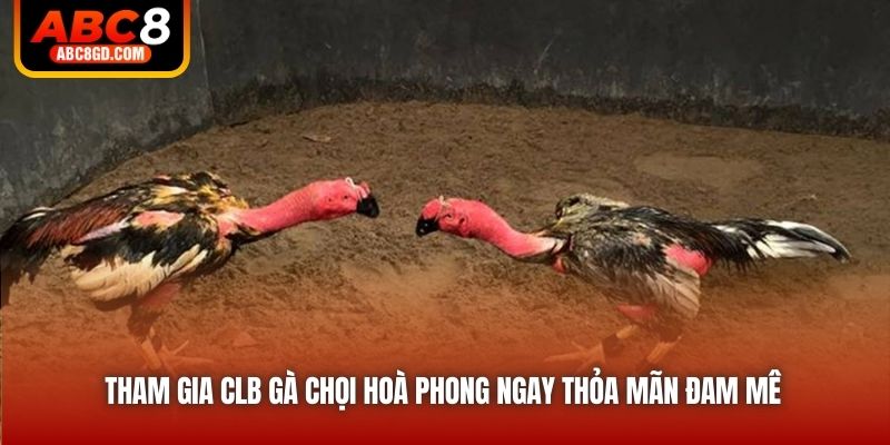 Tham gia CLB gà chọi Hoà Phong ngay thỏa mãn đam mê