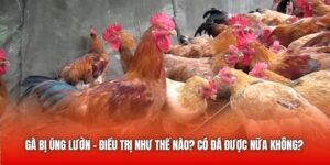 Gà Bị Úng Lườn - Điều Trị Như Thế Nào? Có Đá Được Nữa Không?