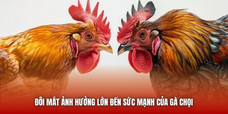 Đôi mắt ảnh hưởng lớn đến sức mạnh của gà chọi 