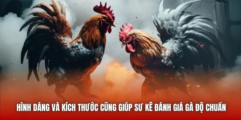Hình dáng và kích thước cũng giúp sư kê đánh giá gà độ chuẩn