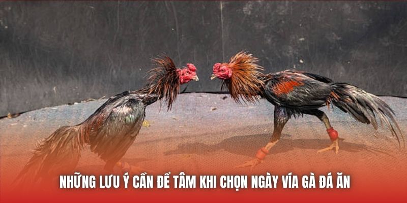 Những lưu ý cần để tâm khi chọn ngày vía gà đá ăn