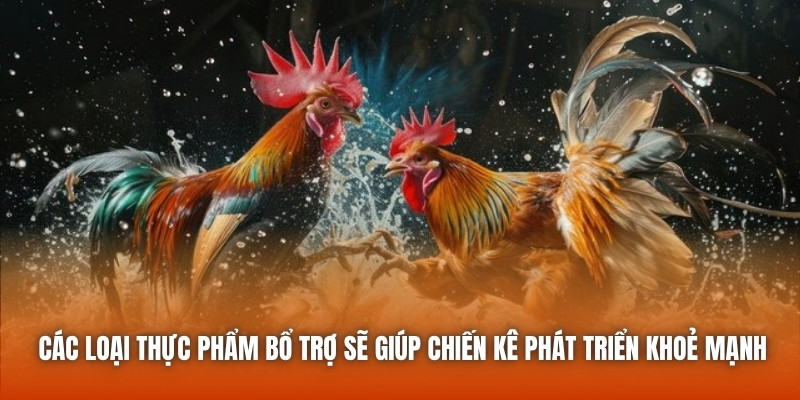 Các loại thực phẩm bổ trợ sẽ giúp chiến kê phát triển khoẻ mạnh